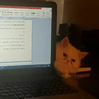 😺