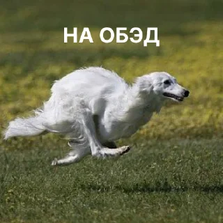 носатый пак @zyfiza