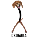 🐶