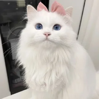🐈