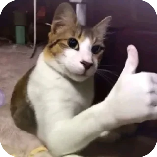 🐱