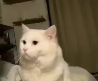 😺