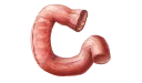 🍤