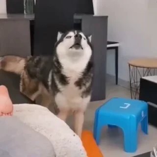🐩