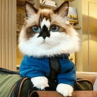😺