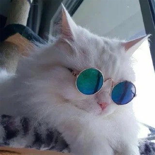 🐈