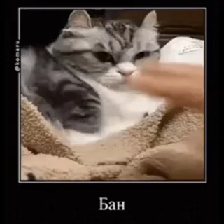 🐱