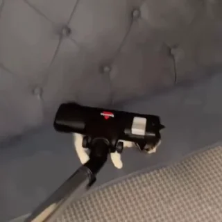 🐈