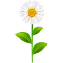🌷