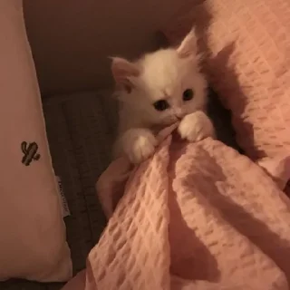 🐈