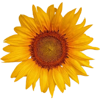🌻