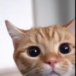 🤩