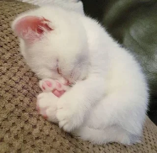 😴