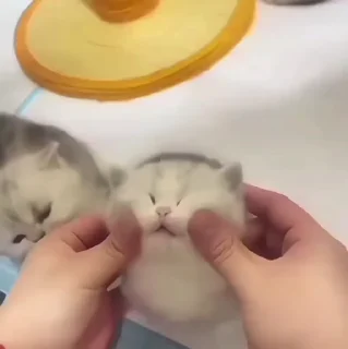 🐱