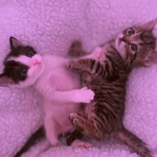 💜