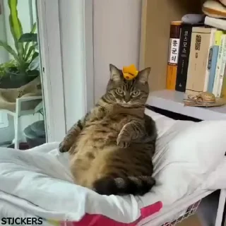 😾