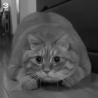 🐈‍⬛️