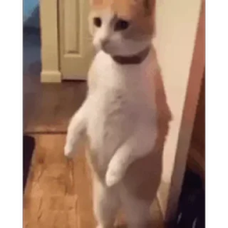 🐱