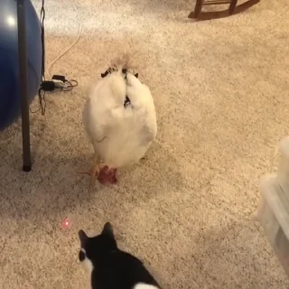 🐈‍⬛️