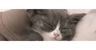 🐱