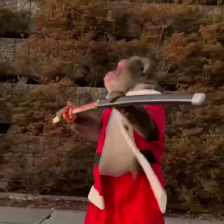 🫡