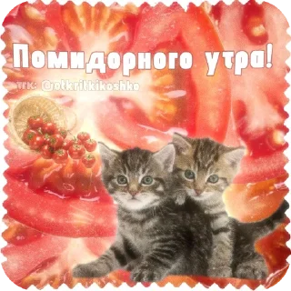 🐱