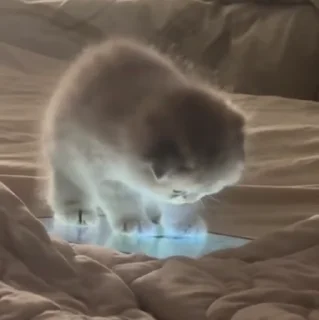 🐱