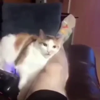 🐈