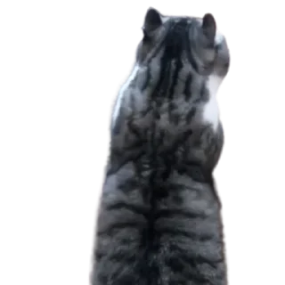 😺