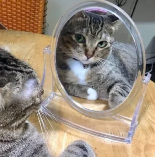 🐱