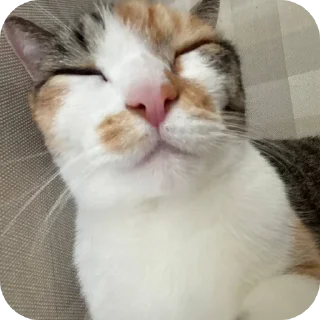 🐱