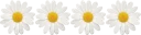 🌼