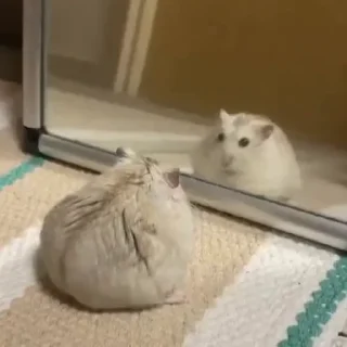 🐭
