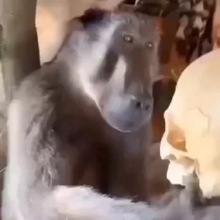 💀
