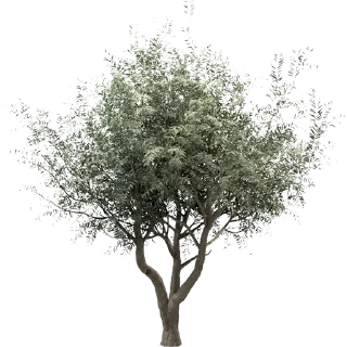 🌳