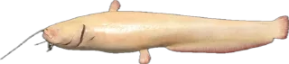 🐟