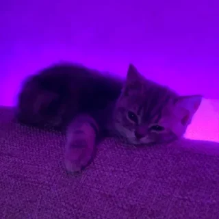 😿