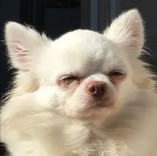 🤩