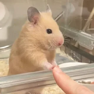 👉