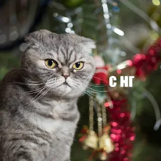 🎄