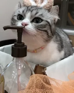 🐈