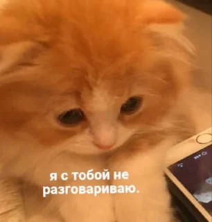 😿