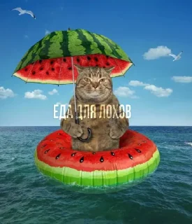 🍉