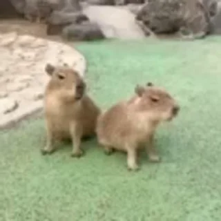 🦫