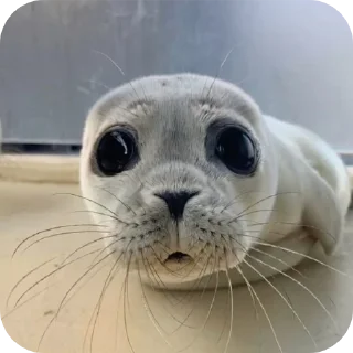🥺