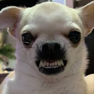 🤩