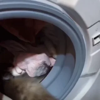 🐈