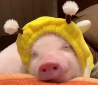 🐷