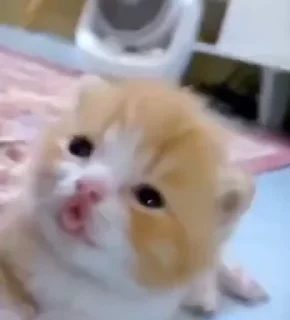 💋