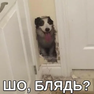 🤬